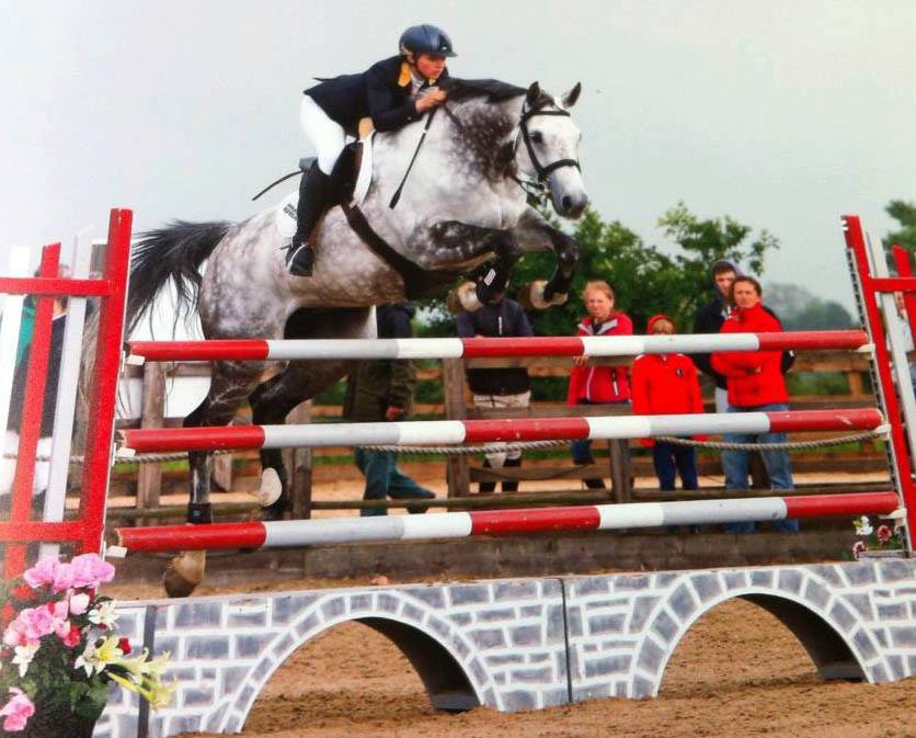 Grade B Showjumper For Sale